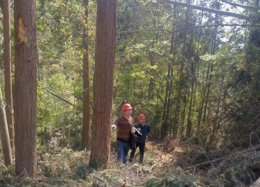 “兩節(jié)”前夕，“綠盾”行動——福建金森嚴(yán)格把關(guān)林木采伐施工