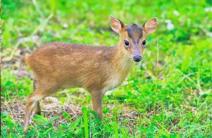 保護(hù)野生動(dòng)物 守護(hù)共同家園   ——福建金森成功救助國(guó)家"三有"保護(hù)動(dòng)物幼年山麂