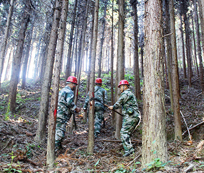 嚴把森林培育質量關，譜寫資源培育新篇章