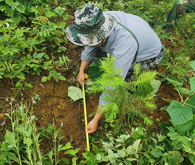 嚴把森林培育質量關，譜寫資源培育新篇章