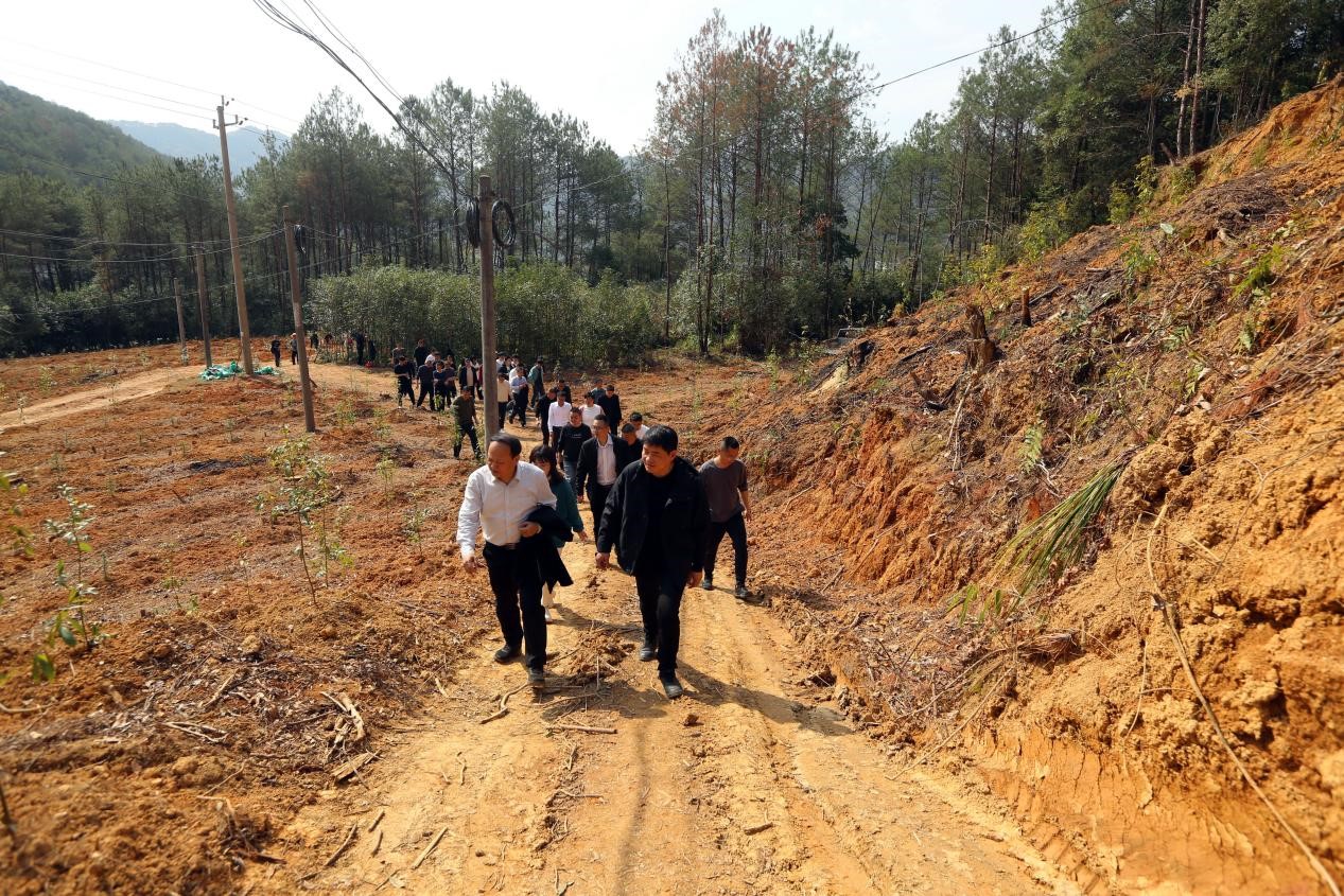 不負春光好,搶播萬畝林 ——將樂縣村企合作造林工作現場會在福建金森召開 不負春光好,搶播萬畝林 ——將樂縣村企合作造林工作現場會在福建金森召開